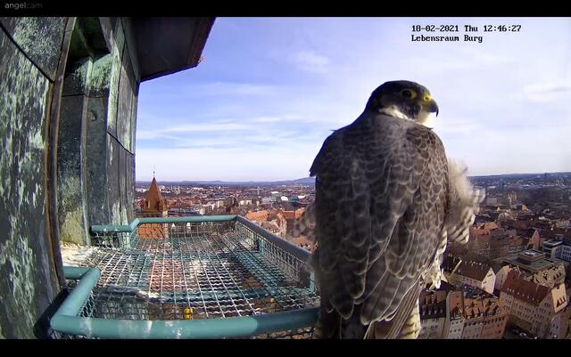 Der Wanderfalke genießt den herrlichen Ausblick auf die Nürberger Altstadt bei milden Vor-Frühjahrs-Temperaturen. | Foto: Regierung von Mittelfranken