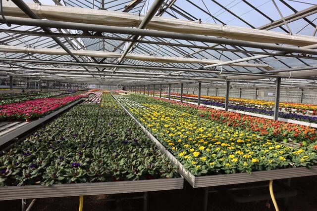 Die Gartenmärkte, hier ein Blick in das Gewächshaus von der Gartenwelt Dauchenbeck in Fürth/Atzenhof, sind bereit. Die Pflanzen hätten bei Nicht-Öffnung kompostiert werden müssen.