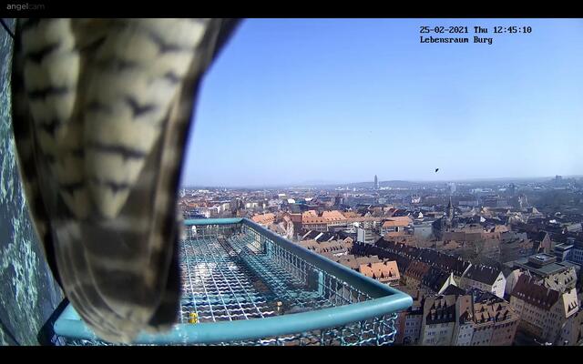 Damit hatte man bei der Installation der Außenwebcam nicht gerechnet: Die Falken halten ihr Gefieder direkt vor die Linse. | Foto: Regierung von Mittelfranken