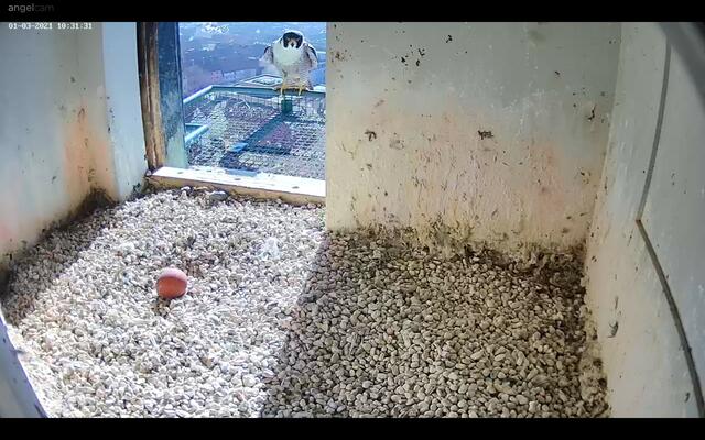 Geschafft: Das erste Ei ist gelegt. Mal sehen, ob und wie viele in den nächsten Tagen noch dazu kommen werden. | Foto: Regierung von Mittelfranken