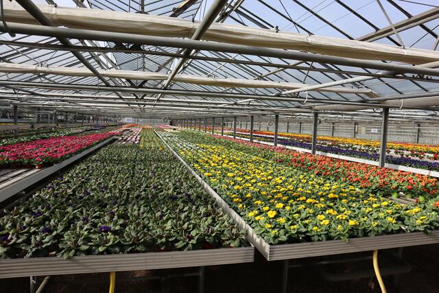 Millionen von Pflanzen und Blumen für Balkone und Gärten warten in der Metropolregion auf den Frühling! | Foto: Lumixera/stock.adobe.com