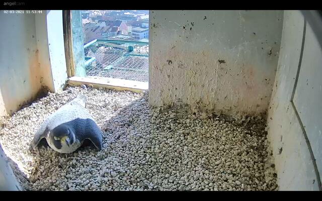Nach einer kurzen Pause geht das Brüten weiter. | Foto: Regierung von Mittelfranken