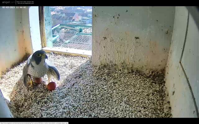 Aktuell um die Mittagszeit am 2. März kann man sehr gut die stolze Wanderfalken-Mutter mit den zwei gelegten Eiern sehen. | Foto: Regierung von Mittelfranken