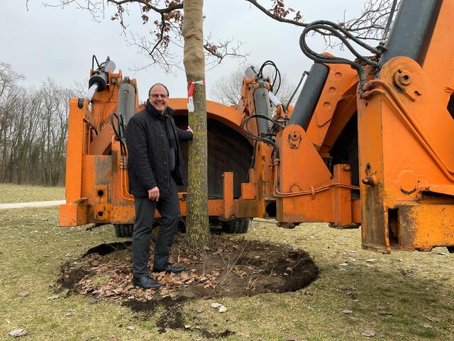 Sör versetzte insgesamt 18 Großbäume in den Marienbergpark. Mit nur einer Maschine wird zuerst das Pflanzloch ausgehoben, dann wird der Baum ausgegraben und zum Ziel transportiert. Bürgermeister Christian Vogel zeigt sich sehr erfreut über die erfolgreiche Pflanzaktion. | Foto: André Winkel / Stadt Nürnberg