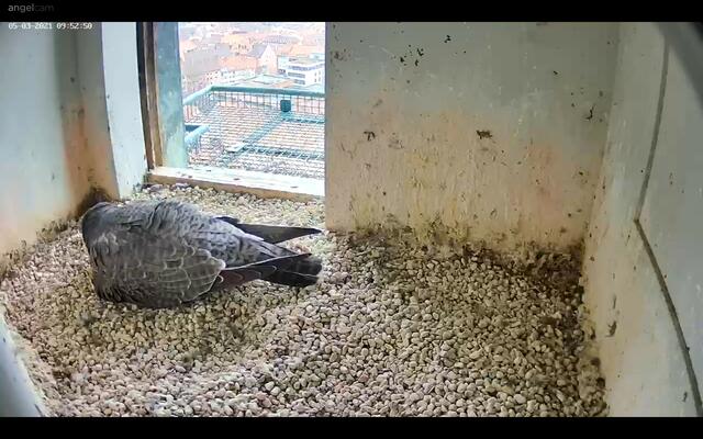 Während des Brütens gibt es nur kurze Unterbrechnungen, wo man das Gelege sehen kann. Spannend wird es erst, wenn der erste Nachwuchs geschlüpft ist. | Foto: Regierung von Mittelfranken