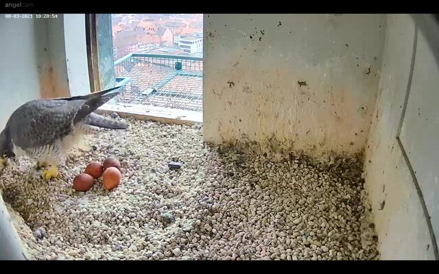 Das Beweisfoto: Es sind jetzt tatsächlich vier Eier, die aktuell bebrütet werden. | Foto: Regierung von Mittelfranken