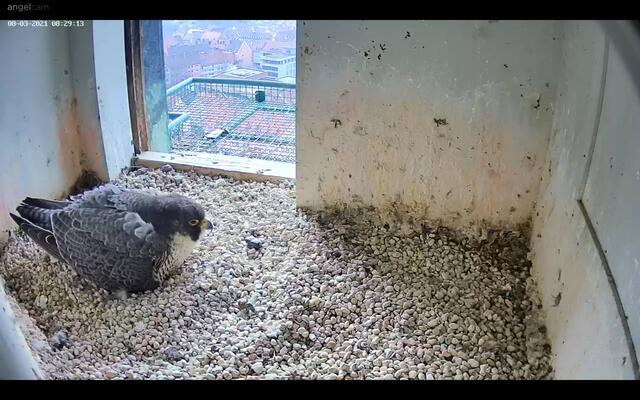 Liegen unter dem augefplusterten Falkenweibchen tatsächlich vier Eier, die aktuell bebrütet werden? | Foto: Regierung von Mittelfranken