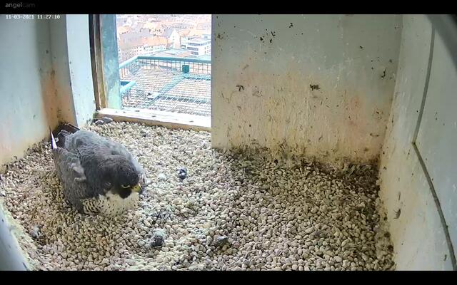 Nur für den Experten/die Expertin erkennbar: Aktuell wird das Gelege mit den vier Eiern durchgehend von den Falkeneltern bebrütet. | Foto: Regierung von Mittelfranken