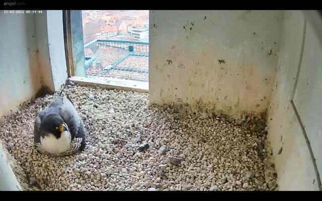 Mit stoischer Ruhe bebrüten die Eltern das Gelege. | Foto: Regierung von Mittelfranken