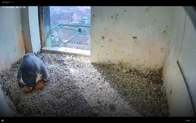 Ein kurzer Augenblick, an dem man wenigstens zwei der vier Eier sehen kann. | Foto: Regierung von Mittelfranken