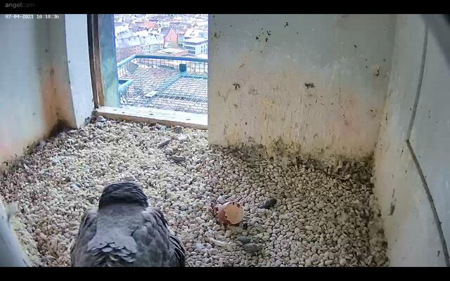 In der Bildmitte ist die leere Eierschale deutlich zu erkennen. | Foto: Regierung von Mittelfranken