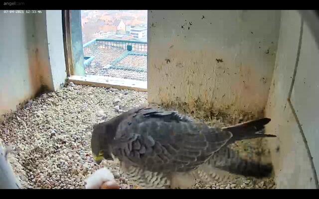 Neben dem Ei ist eines der beiden geschlüpften Küken als weißes Flauschebällchen zu erkennen. Wer den Ton bei der Webcam eingeschaltet hat, kann zudem ein beständiges Piepsen hören. | Foto: Regierung von Mittelfranken