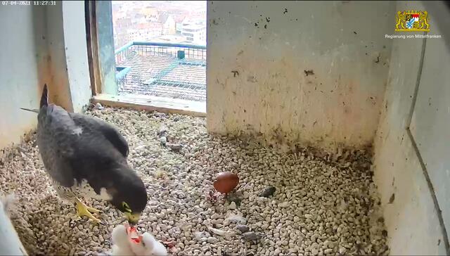 Am Bildrand sind die beiden flauschigen Küken bei der Fütterung zu erkennen.  | Foto: Regierung von Mittelfranken