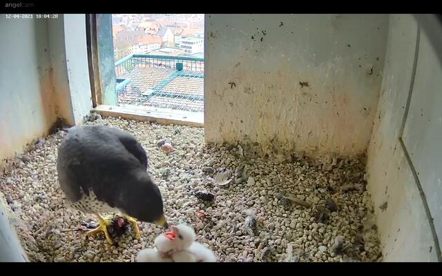 Anbei ein Screenshot einer aktuellen Fütterung. | Foto: Regierung von Mittelfranken