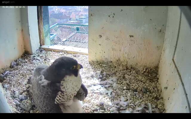 Unter dem wärmenden Federkleid sind die Jungtiere als zusammengekuscheltes weißes Knäuel zu erkennen. | Foto: Regierung von Mittelfranken