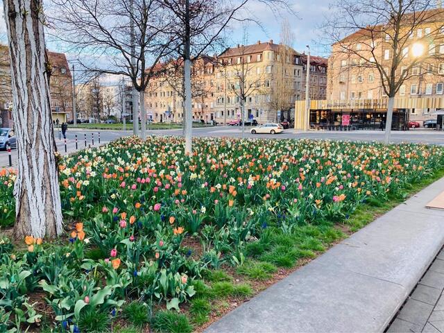 Blütenpracht am Friedrich-Ebert-Platz.  | Foto: oh/privat