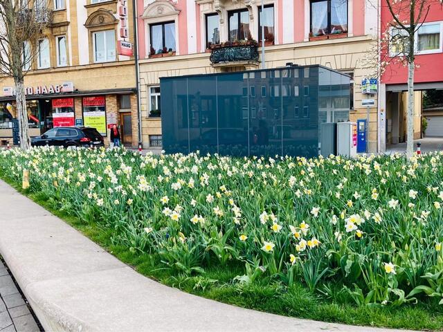 Blütenpracht am Friedrich-Ebert-Platz.  | Foto: oh/privat