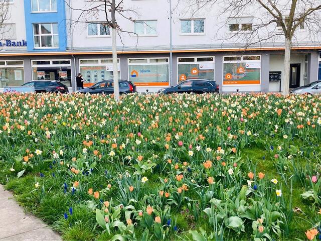 Blütenpracht am Friedrich-Ebert-Platz.  | Foto: oh/privat