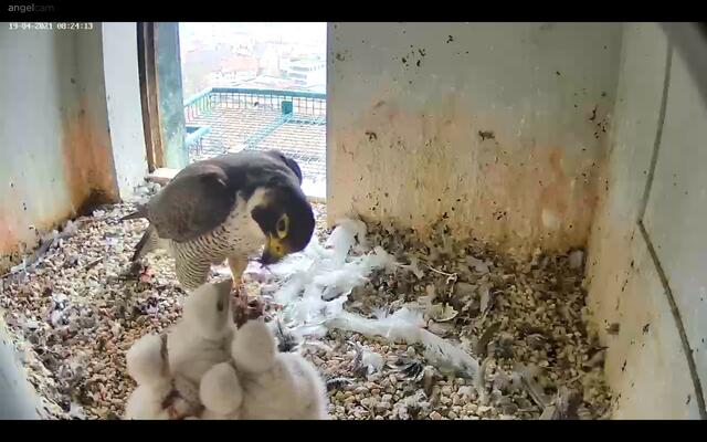 Auch wenn es auf den ersten Blick nicht so aussieht: Nachdem die beiden größeren Küken die ersten Stücke erwischt haben, lassen sie auch die beiden jüngeren Geschwister nach vorne. | Foto: Regierung von Mittelfranken