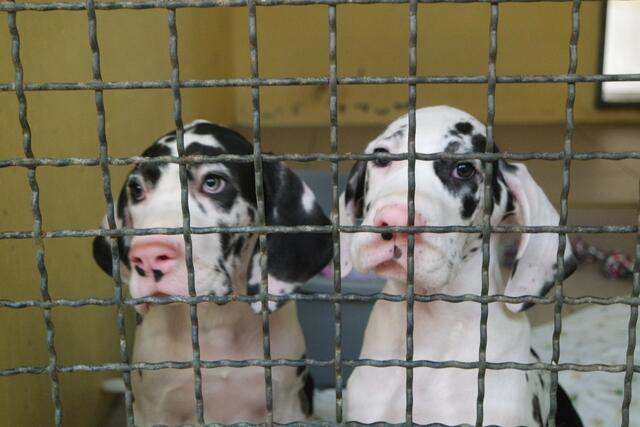 So geht es den Welpen jetzt. | Foto: Tierheim Nürnberg