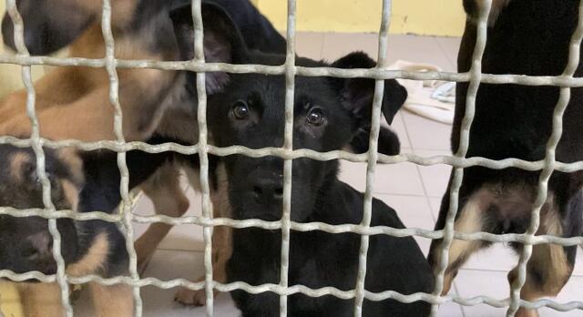 So geht es den Welpen jetzt. | Foto: Tierheim Nürnberg