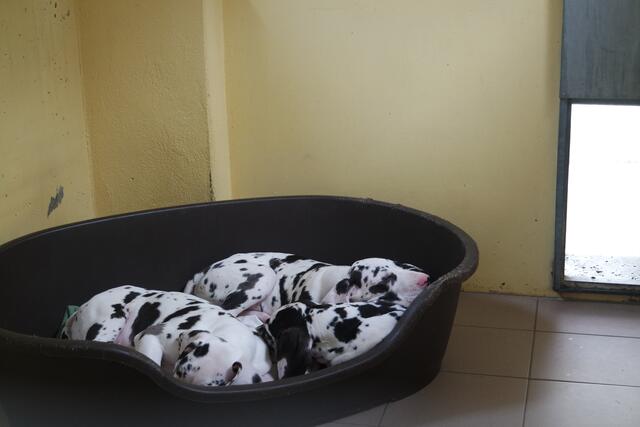 So geht es den Welpen jetzt. | Foto: Tierheim Nürnberg