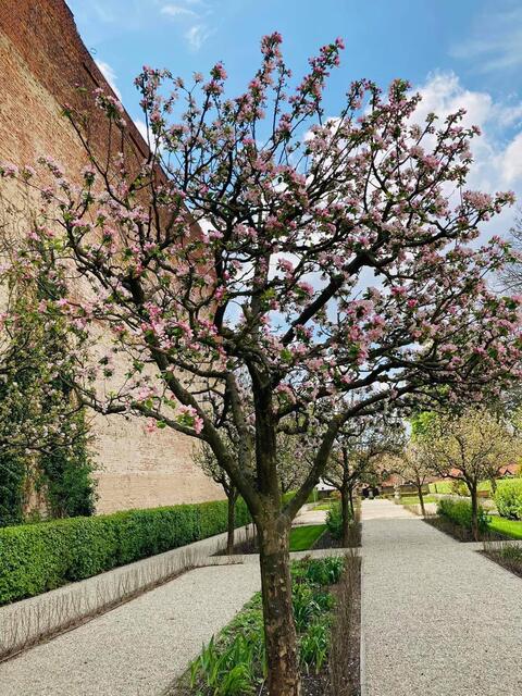 Hesperidengarten in St. Johannis. | Foto: oh/Christian Vogel