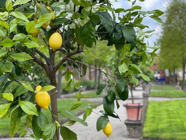 Hesperidengarten in St. Johannis.