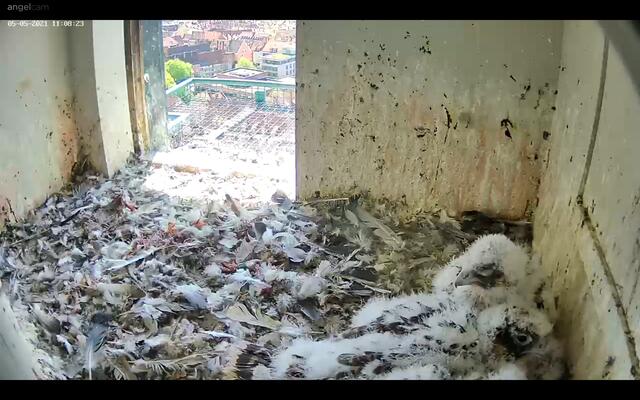 Aktuell verlieren die vier Junfalken ihr vorläufiges Federkleid. In wenigen Wochen werdeb sie erwachsen sein und das Nest verlassen. | Foto: Regierung von Mittelfranken