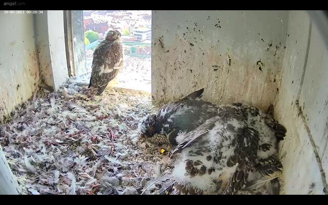 Bald werden die vier Jungfalken ausgewachsen sein und ihre Bruthöhle verlassen. | Foto: Regierung von Mittelfranken