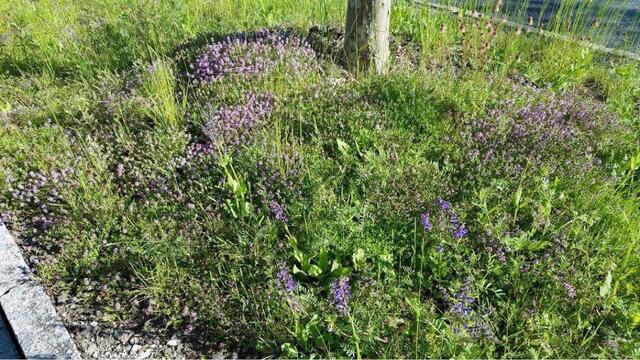 Auch um den Stamm größerer Bäume wird seltener gemäht: Um den Wurzelbereich zu schonen, bleibt das Gras hochstehen, so dass die Wurzeln unter der Baumkrone wenig betreten werden.