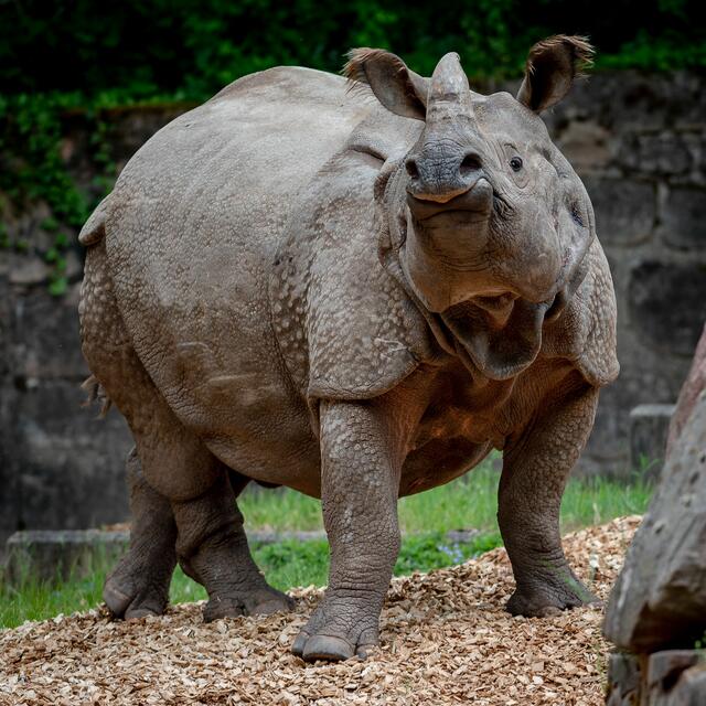 Panzernashorn im Tiergarten der Stadt Nürnberg.