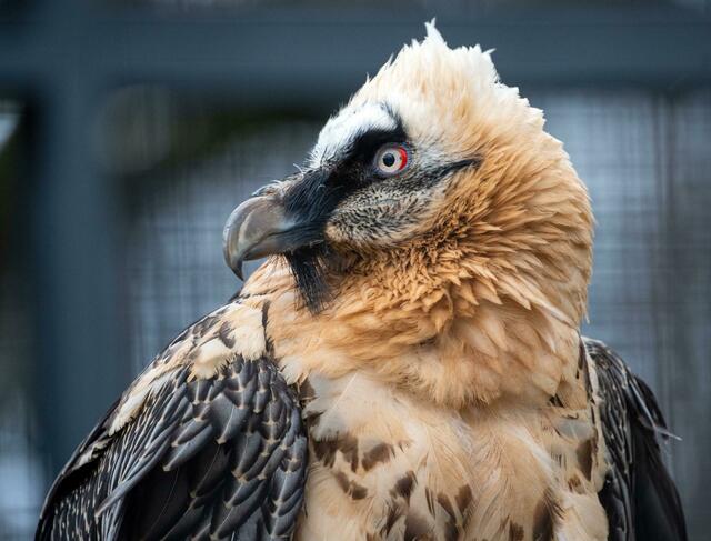 Ein Bartgeier (Gypaetus barbatus). Seit 1986 wird der vom Menschen einst ausgerottete, mit einer Spannweite von bis zu 2,90 Metern größte Brutvogel der Alpen wieder aufwendig angesiedelt. | Foto: Monika Skolimowska/zb/dpa