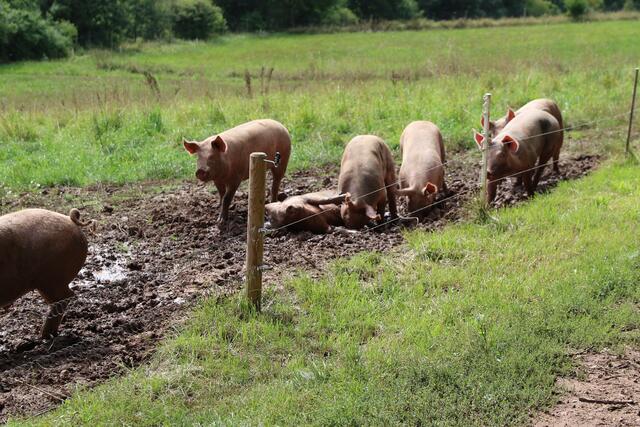 Schweine, Rinder und Damwild fühlen sich auf den großen Landflächen sauwohl.