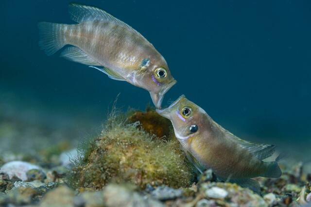 Kategorie Portfolio: Zwei erwachsene männliche Buntbarsche streiten sich im Tanganjikasee in Afrika um ein Schneckenhaus streiten. Foto:  | Foto: Angel Fitor//Wildlife Photographer of the Year/PA Media /dpa