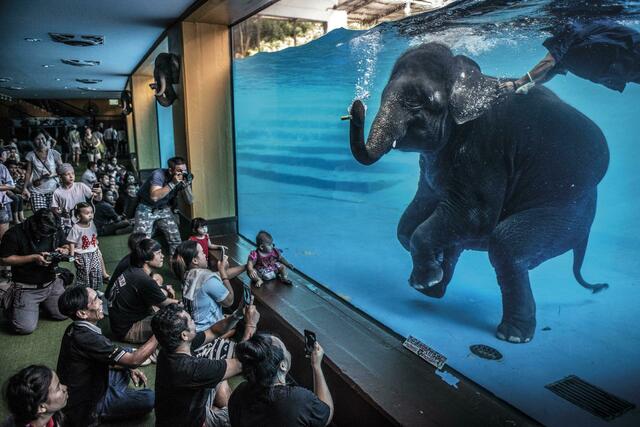 Kategorie Fotojournalismus: Zoobesucher schauen sich einen jungen Elefanten an, der in Australien unter Wasser spielt.