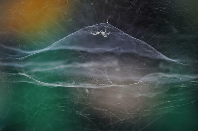 Eine Zeltspinne spannt ihr Netz aus. Der zehnjährige Fotograf Vidyun R. Hebbar wird für das Bild ausgezeichnet.
