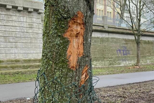 Eine beschädigte Linde auf der Wöhrder Wiese unterhalb des Prinzregentenufers.