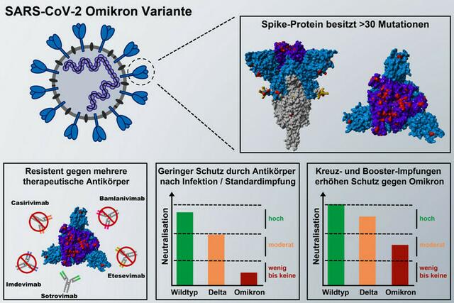 Das Spike-Protein der SARS-CoV-2 Omikron-Variante trägt mehr als 30 Mutationen im Vergleich zum Spike-Protein des Virus, das sich zu Beginn der Pandemie ausgebreitet hat. Die Mutationen im Spike-Protein führen dazu, dass die meisten therapeutischen Antikörper wirkungslos gegen das Omikron-Spike sind und dass das Omikron-Spike Antikörpern ausweicht, die nach Infektion oder zweifacher BioNTech-Pfizer Impfung gebildet wurden. Antikörper, die nach dreifacher Immunisierung mit BioNTech-Pfizer (= Booster) sowie nach Kreuzimpfung mit Oxford-AstraZeneca/BioNTech-Pfizer gebildet wurden, waren dagegen besser in der Lage das Omikron-Spike zu hemmen. Booster- und Kreuzimpfung könnte daher einen stärkeren Schutz vor Omikron bieten.