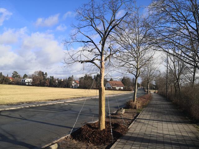 Der neue Standort an der Ecke Langenäckerstraße / St. Lorenz-Straße ist erreicht. Jetzt gilt es sicher anzuwachsen...
 | Foto: © Stadt Oberasbach