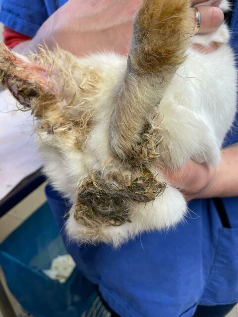 Mit Exkrementen verschmiert und mit offenen Wunden.  | Foto: Tierheim Nürnberg