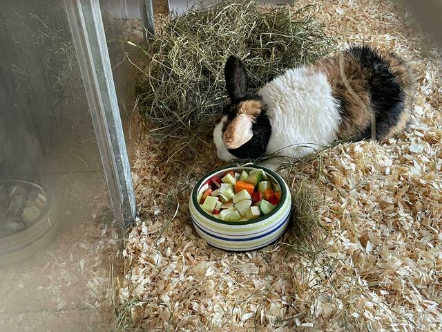 Foto: Tierheim Nürnberg