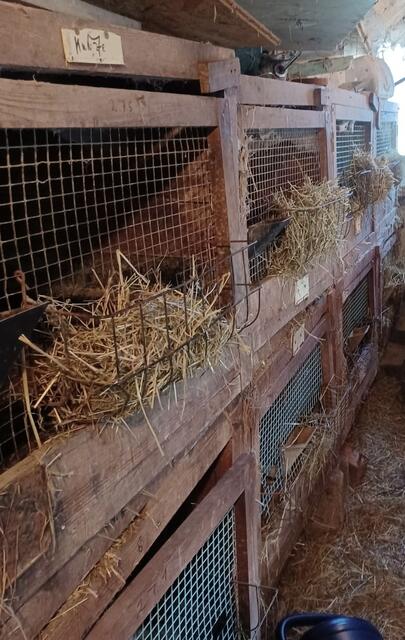 Foto: Tierheim Nürnberg