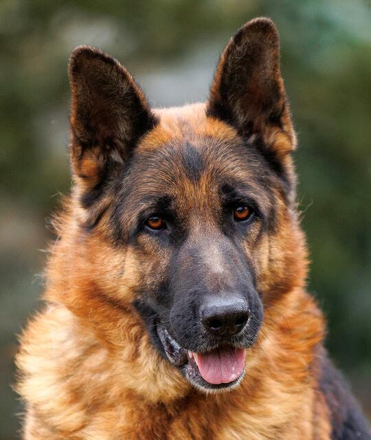 Rover braucht Spiel und Bewegung. | Foto: Tierhilfe Franken e.V.