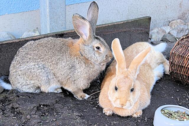 Lotte und Frieda haben sich GANZ lieb. | Foto: Tierhilfe Franken e.V.