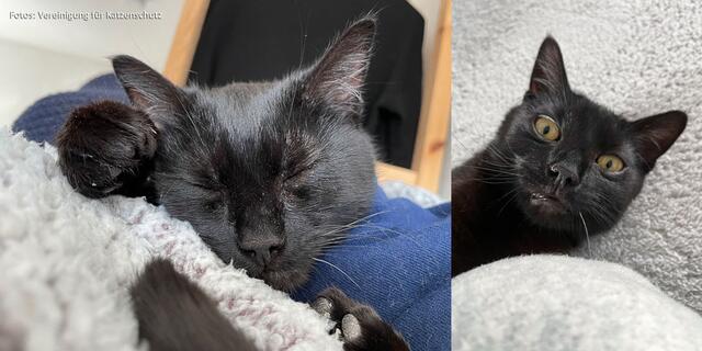 Rocco muss man einfach gerne haben. | Foto: Vereinigung für Katzenschutz