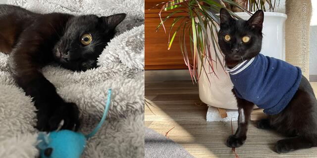 Der kleine Kater mag es aber gemütlich. | Foto: Vereinigung für Katzenschutz