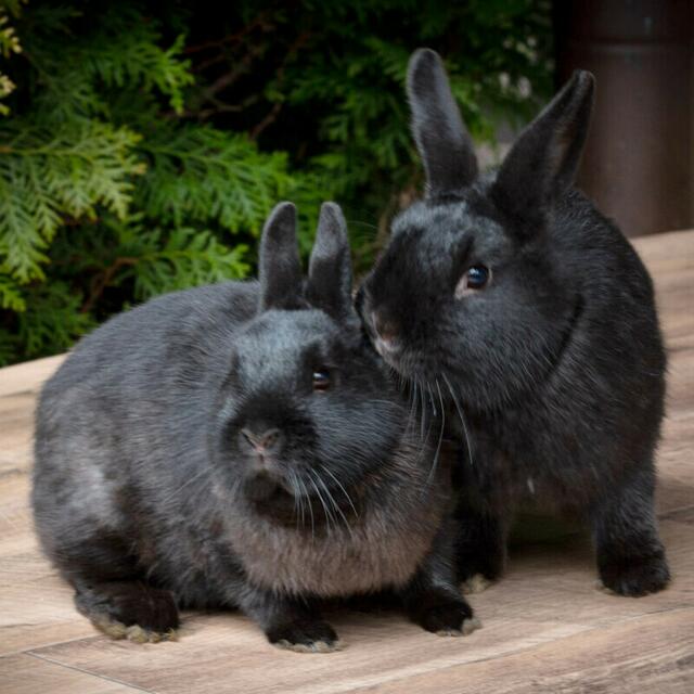 Die stolzen Kanincheneltern.... | Foto: Tierhilfe Franken