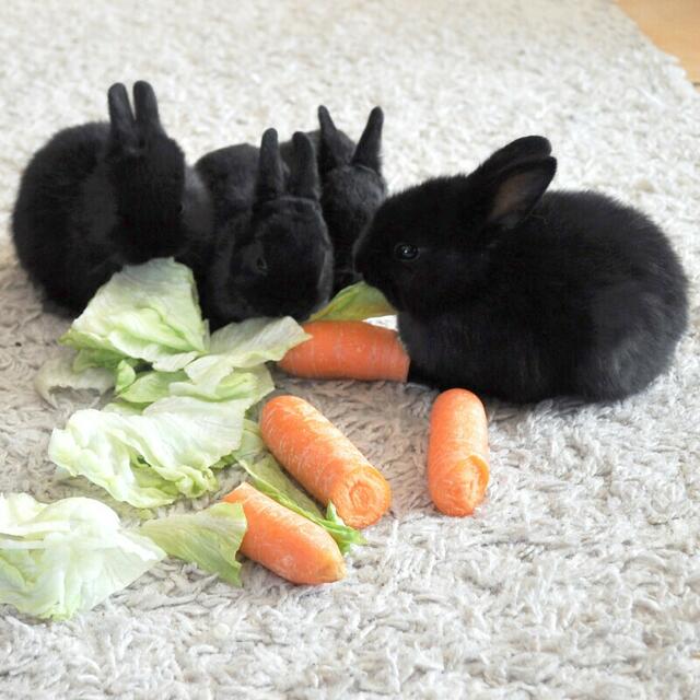 ... und einige von ihren putzigen Kinderchen. | Foto: Tierhilfe Franken