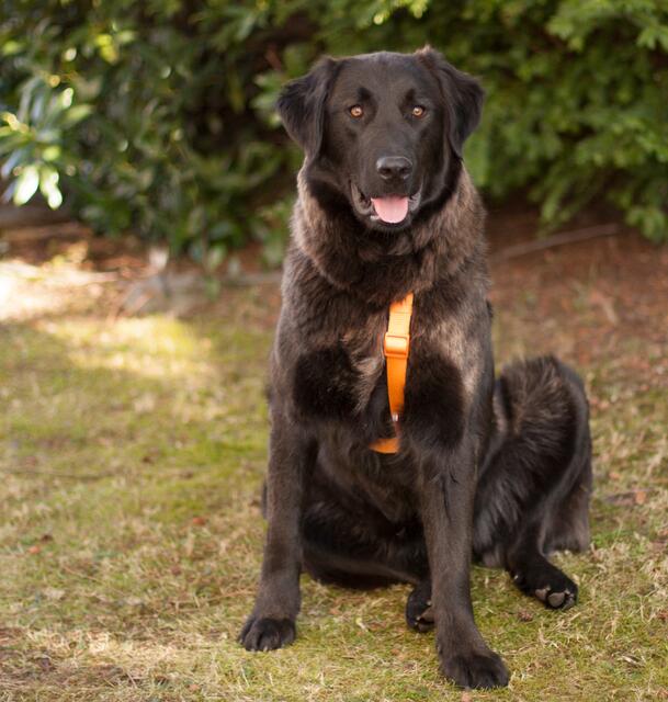 Juliane suche ein neues Zuhause. | Foto: Tierhilfe Franken